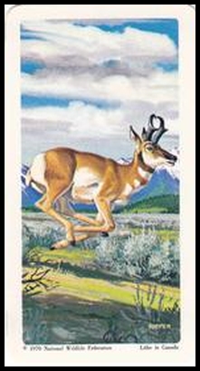 45 Pronghorn